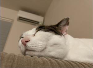 わんにゃんエアコンクリーニング